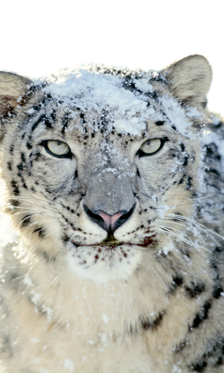 Das Snow Leopard Wallpaper 768x1280
