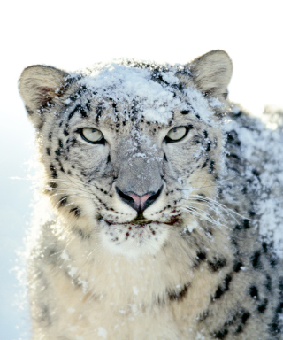 Snow Leopard - Obrázkek zdarma pro 768x1280