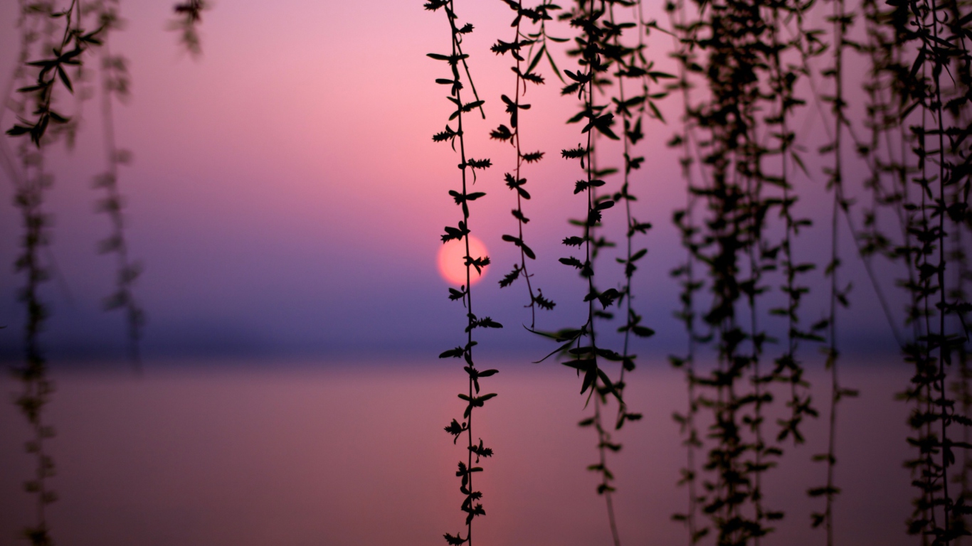 Sunset Through Branches screenshot #1 1366x768