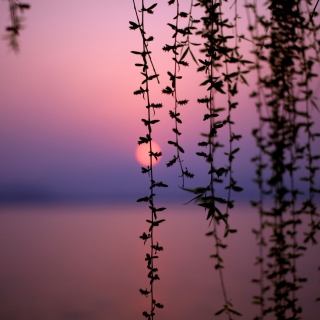 Sunset Through Branches - Obrázkek zdarma pro iPad mini 2