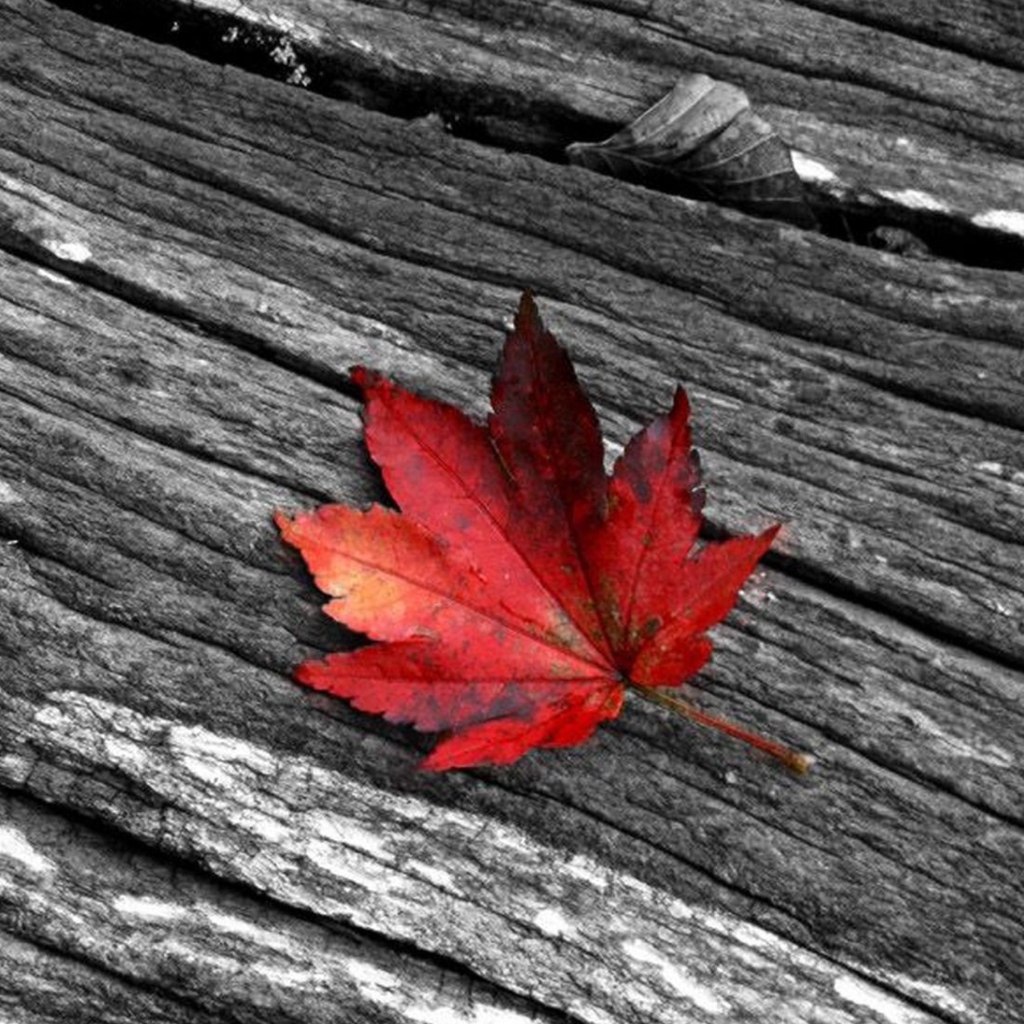 Screenshot №1 pro téma Little Red Leaf 1024x1024