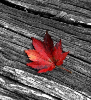 Little Red Leaf - Obrázkek zdarma pro 208x208