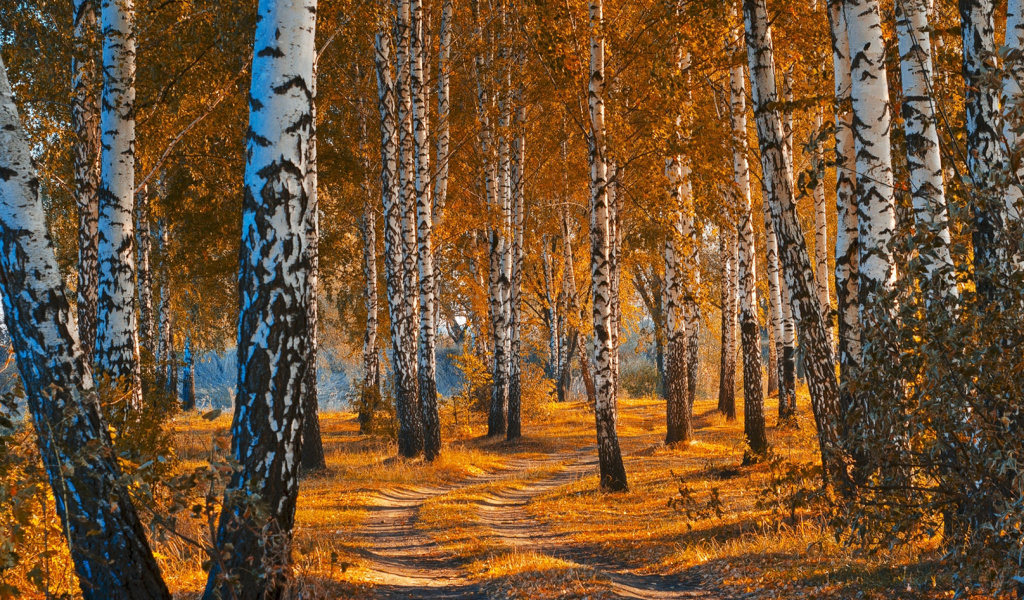 Обои Autumn Forest in October 1024x600