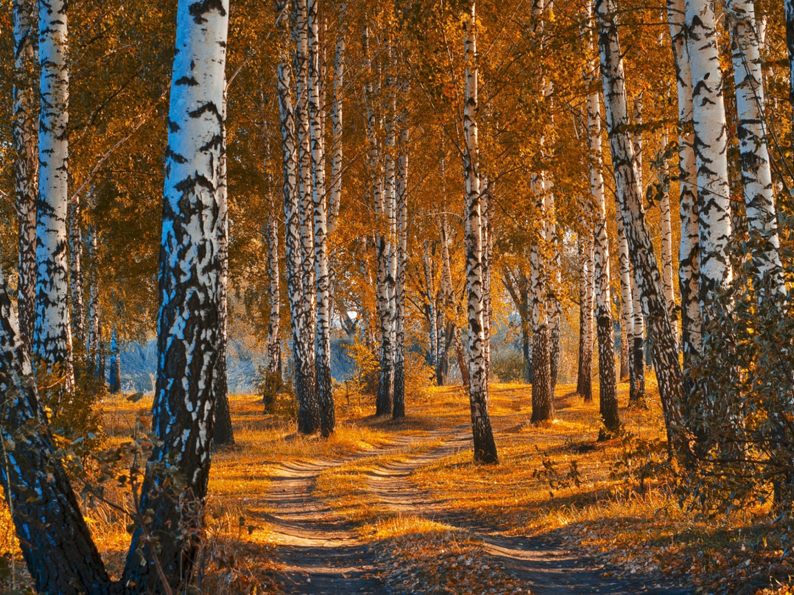 Обои Autumn Forest in October 1152x864
