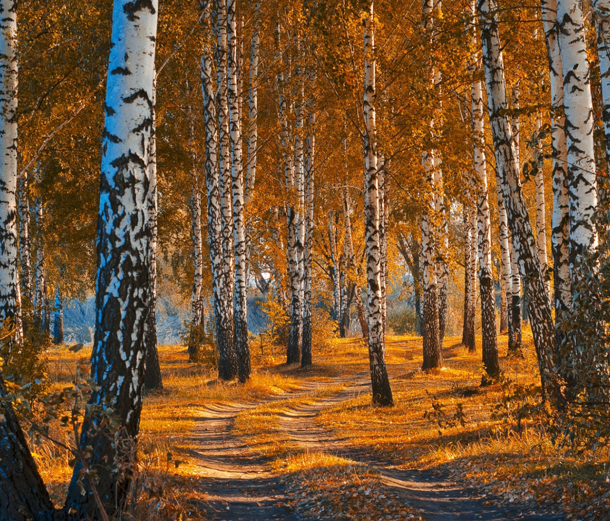 Fondo de pantalla Autumn Forest in October 1200x1024