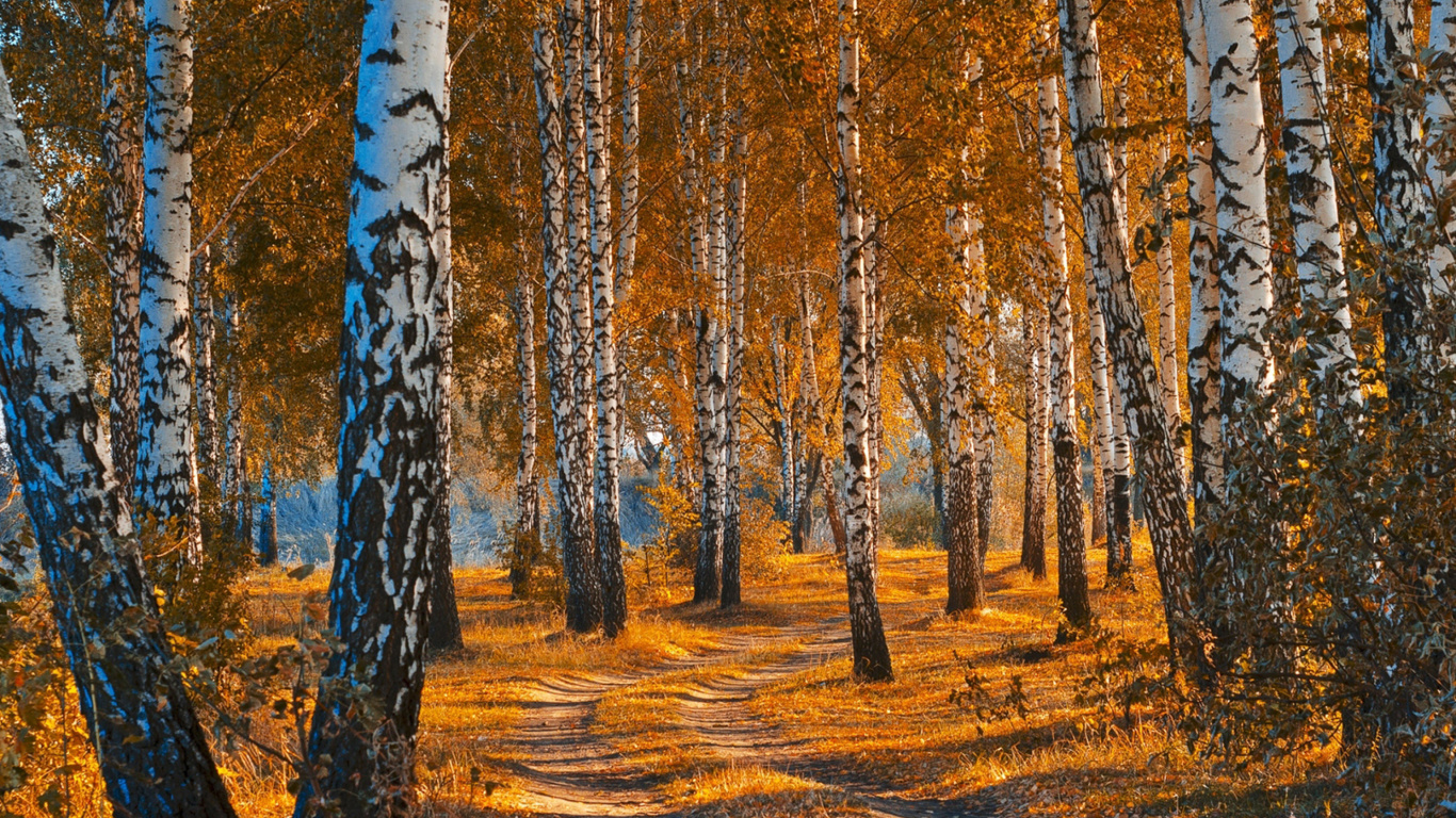 Обои Autumn Forest in October 1366x768