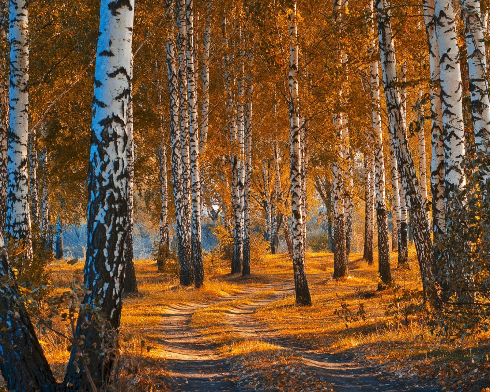 Fondo de pantalla Autumn Forest in October 1600x1280