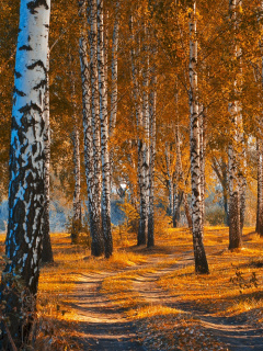 Das Autumn Forest in October Wallpaper 240x320