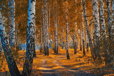 Обои Autumn Forest in October 480x320