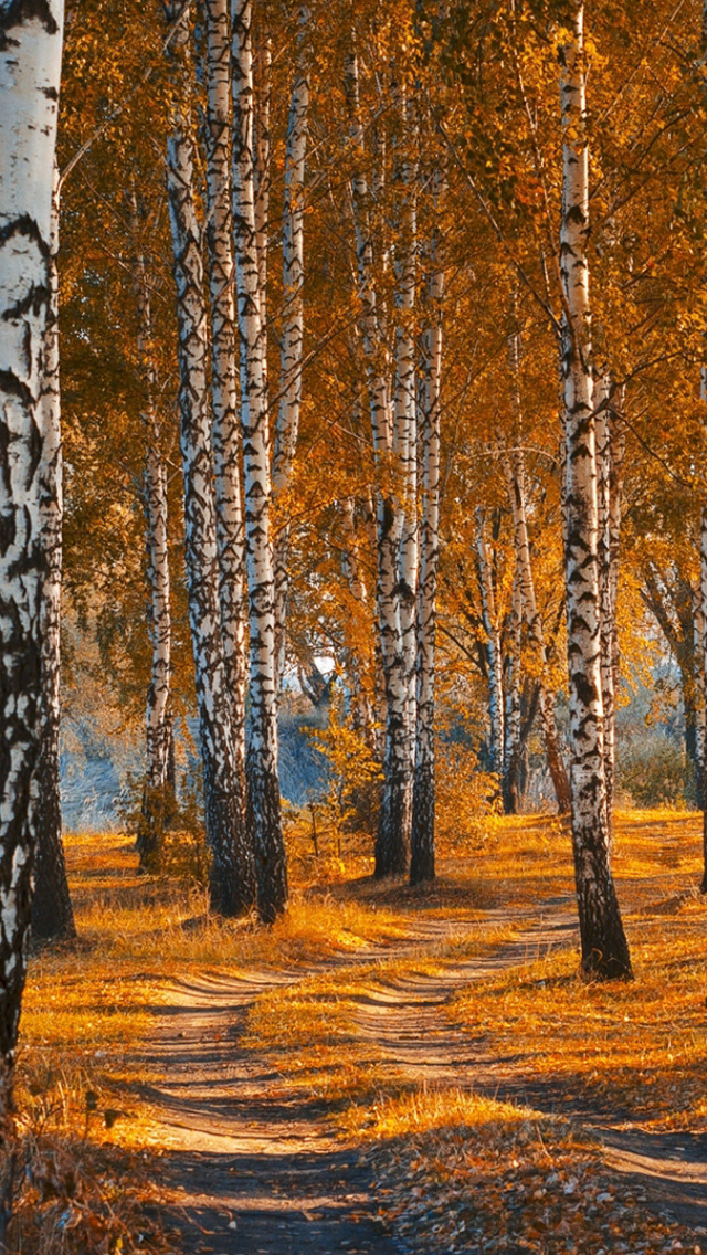 Обои Autumn Forest in October 640x1136