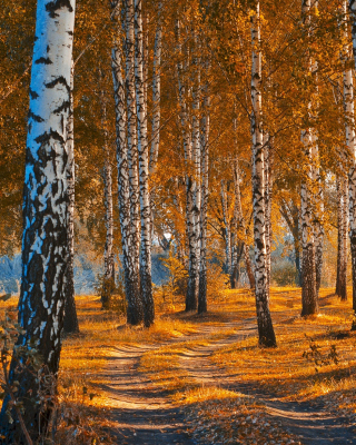 Обои Autumn Forest in October на 240x400