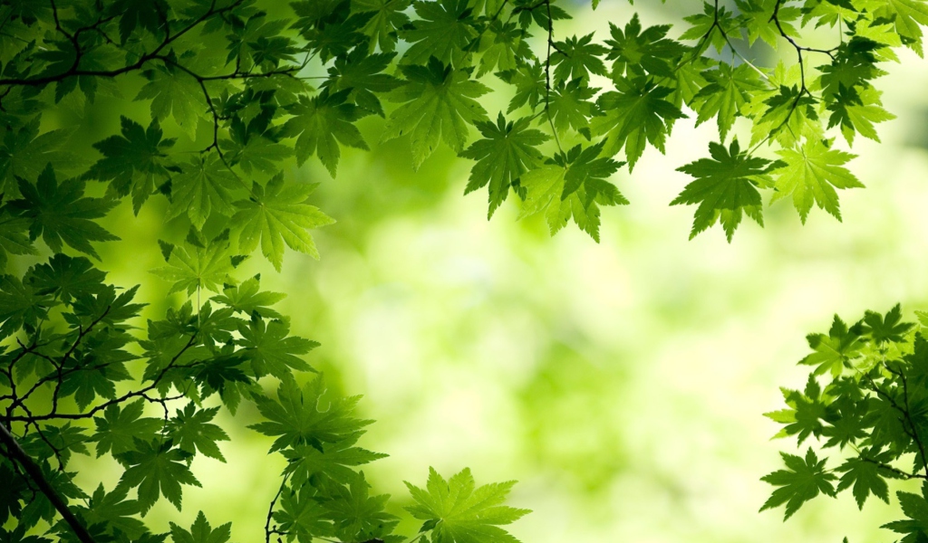 Sfondi Green Maple Leaves 1024x600