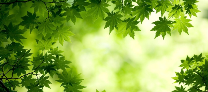 Green Maple Leaves screenshot #1 720x320