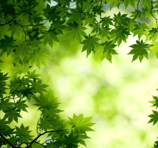 Green Maple Leaves sfondi gratuiti per 208x208