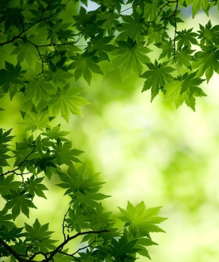 Green Maple Leaves - Obrázkek zdarma pro 750x1334