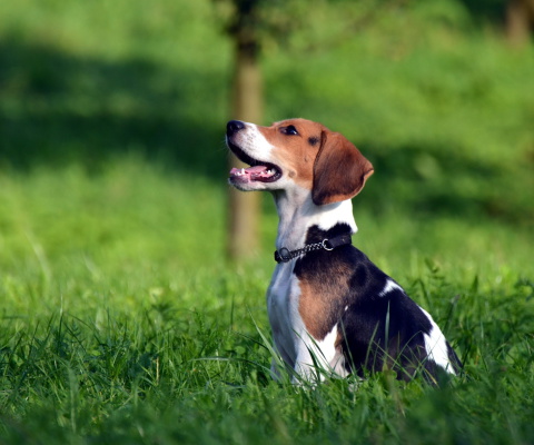 Sfondi Beagle Dog 480x400