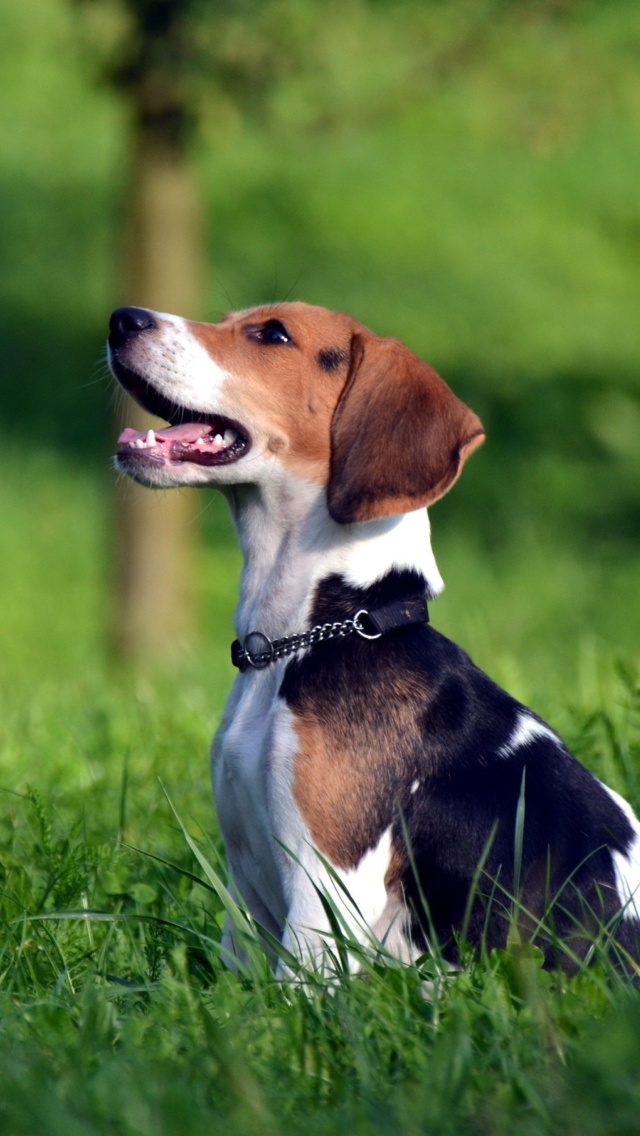 Beagle Dog wallpaper 640x1136