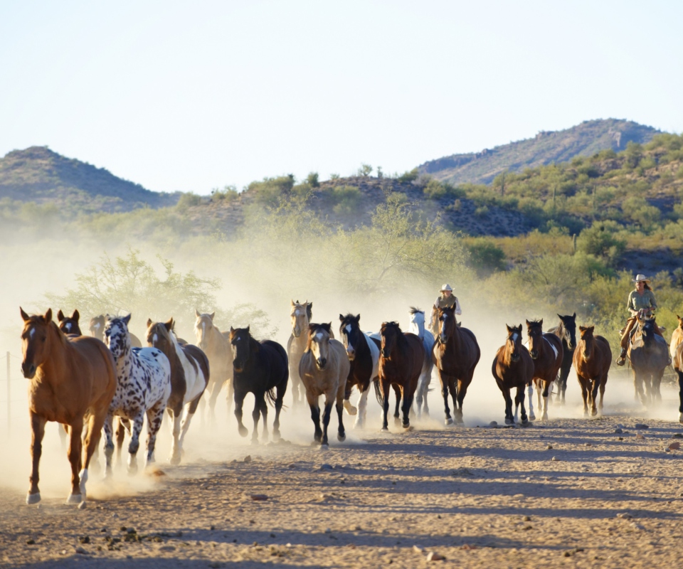 Screenshot №1 pro téma Horses Running 960x800