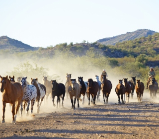 Horses Running - Fondos de pantalla gratis para iPad Air
