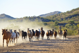 Horses Running - Obrázkek zdarma pro 640x480