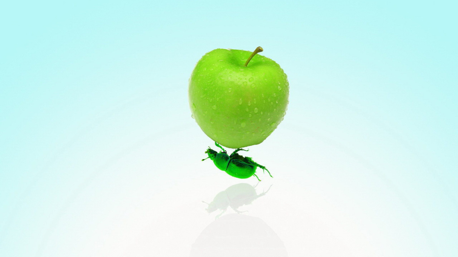Fondo de pantalla Apple And Bug 1600x900