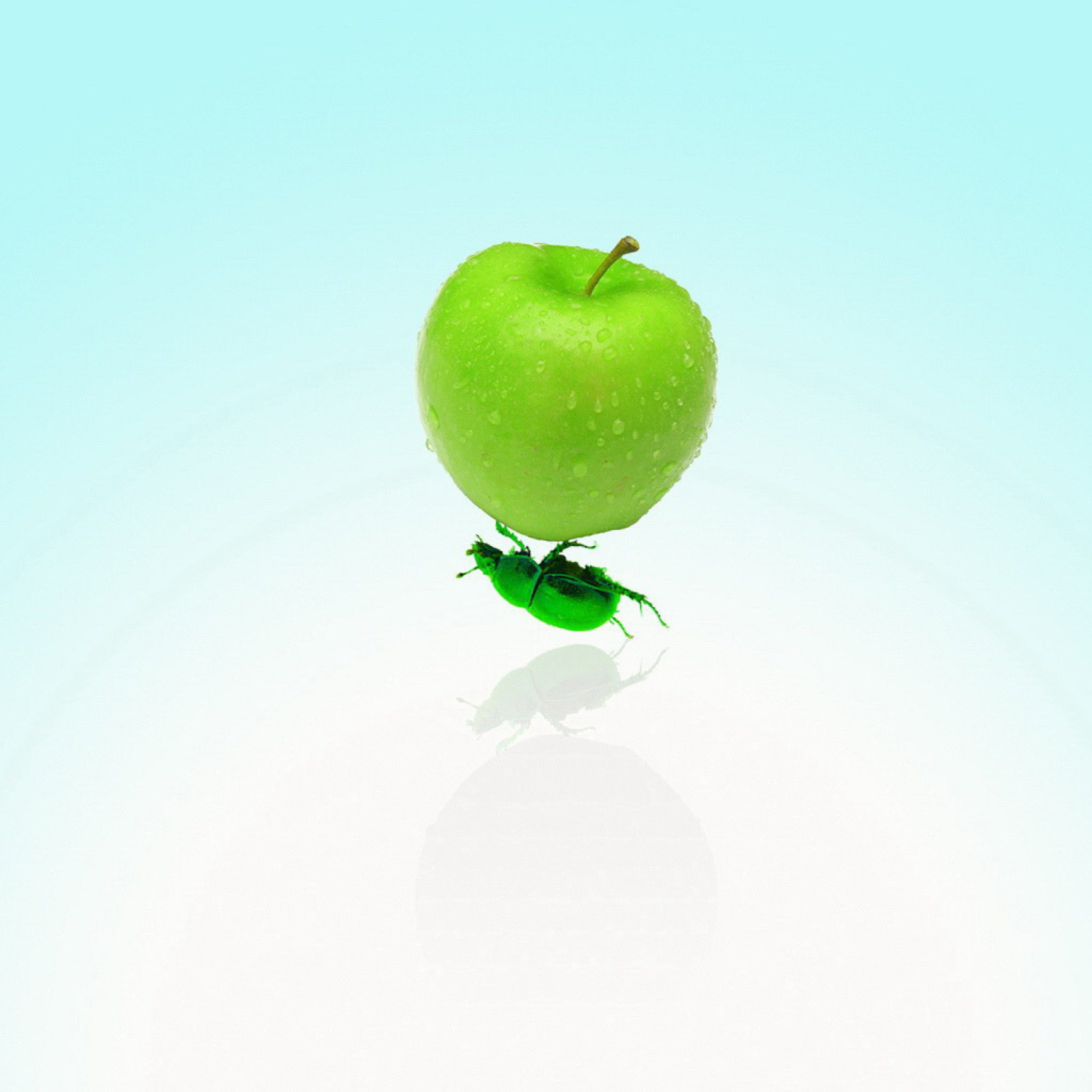 Apple And Bug wallpaper 2048x2048