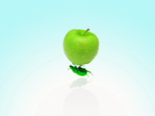 Das Apple And Bug Wallpaper 320x240