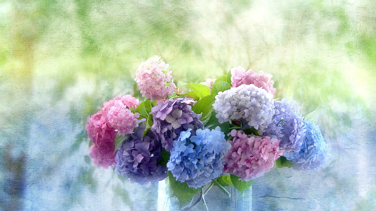 Screenshot №1 pro téma Hydrangeas 1280x720