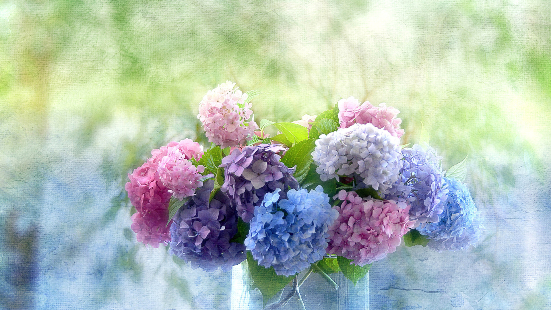 Обои Hydrangeas 1920x1080