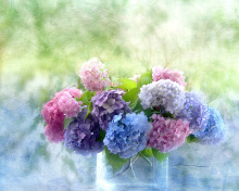 Sfondi Hydrangeas 220x176