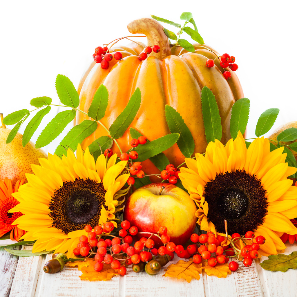 Das Harvest Pumpkin and Sunflowers Wallpaper 1024x1024