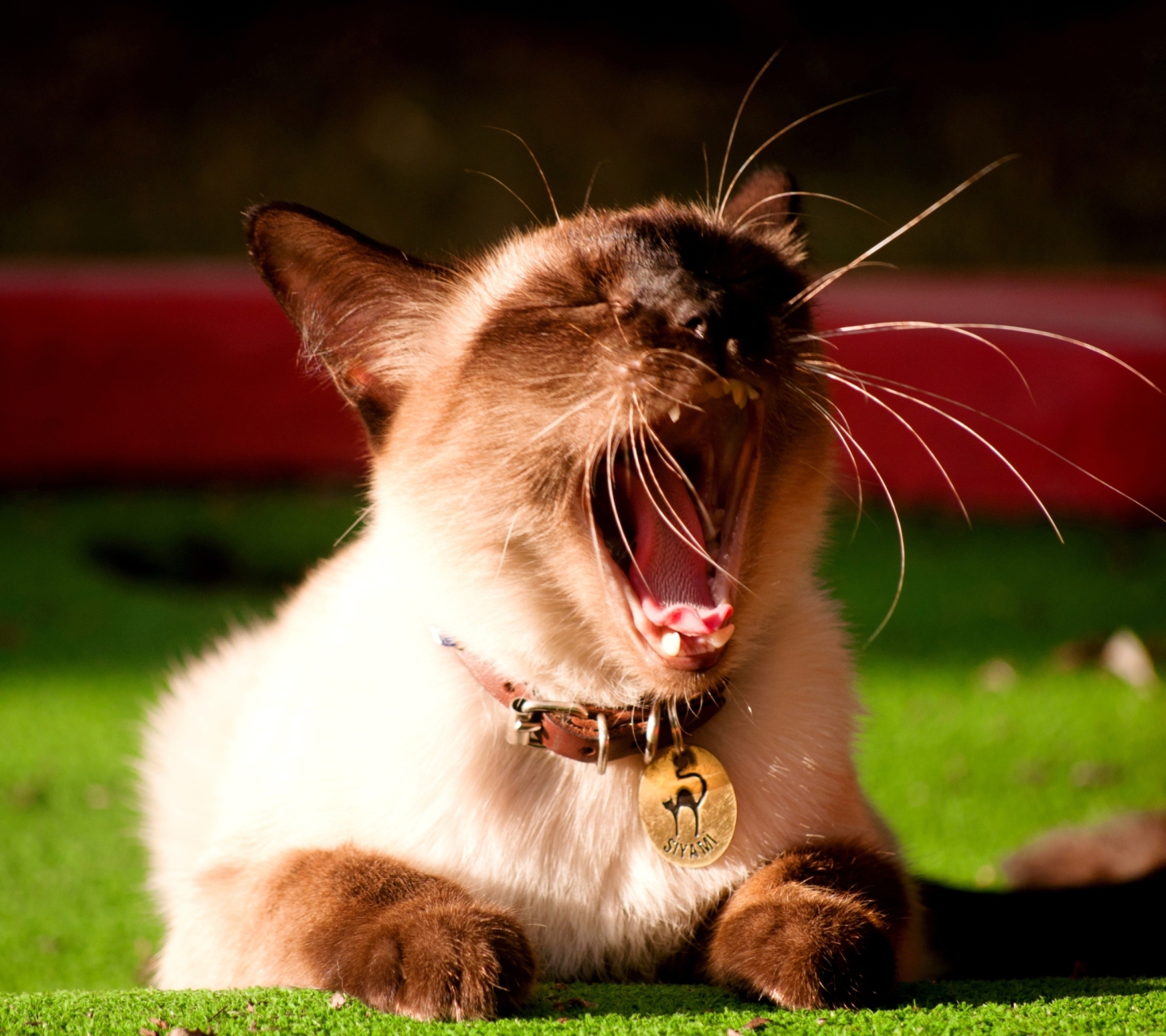 Screenshot №1 pro téma Yawning Siamese 1440x1280