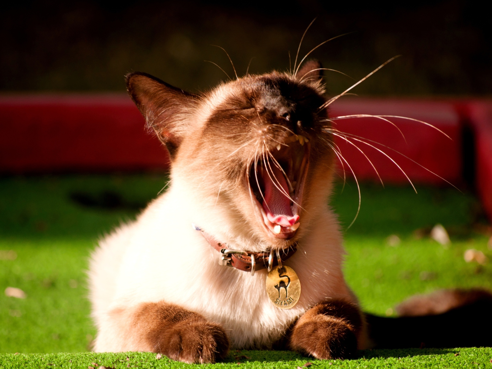 Das Yawning Siamese Wallpaper 1600x1200