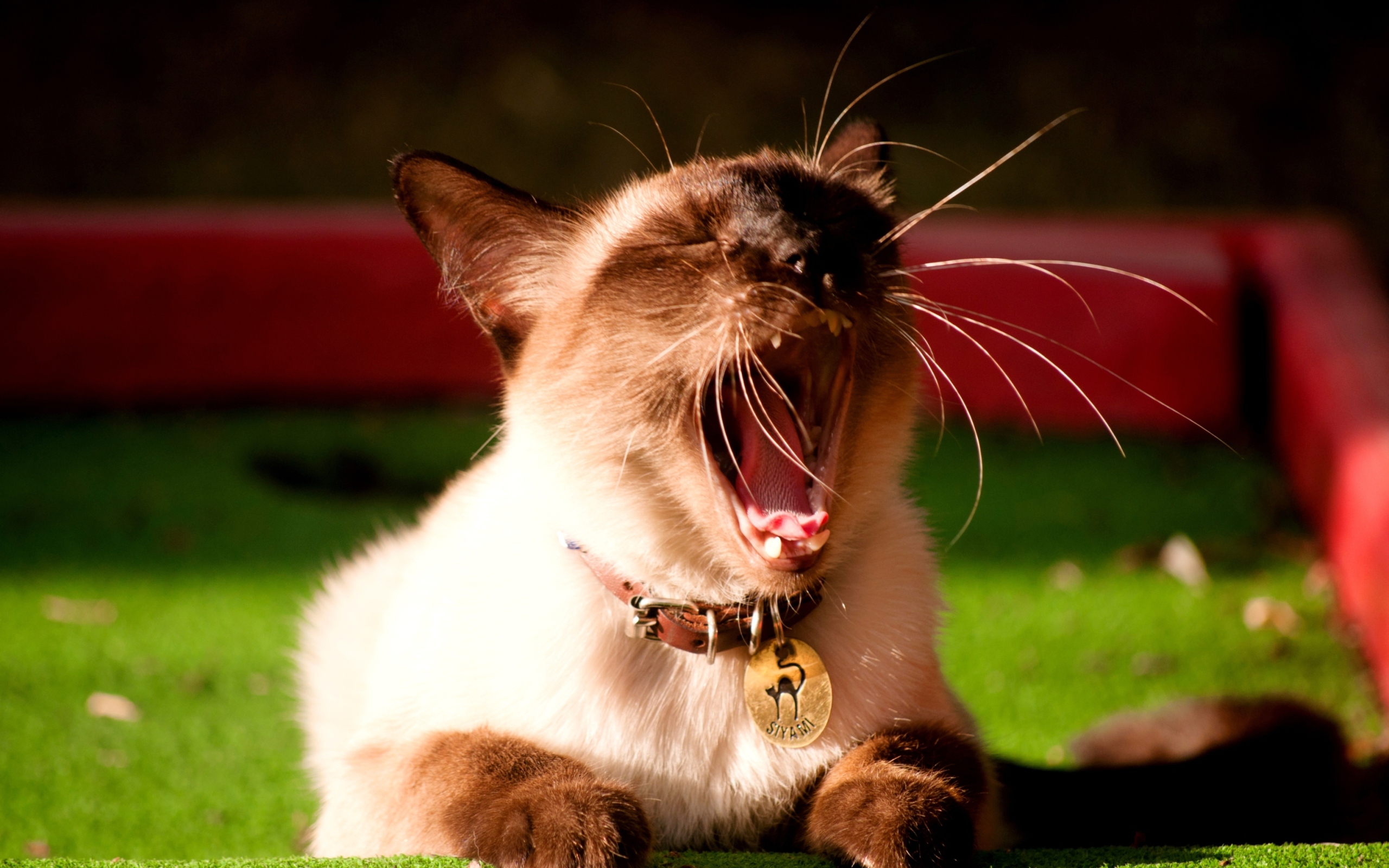 Yawning Siamese screenshot #1 2560x1600