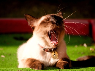 Screenshot №1 pro téma Yawning Siamese 320x240