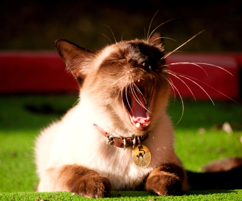 Обои Yawning Siamese 480x400