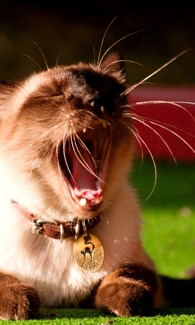 Sfondi Yawning Siamese 768x1280