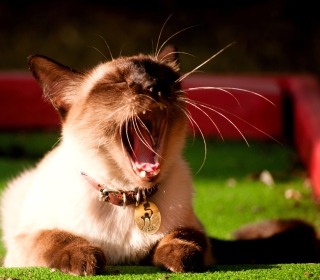 Yawning Siamese - Obrázkek zdarma pro 208x208