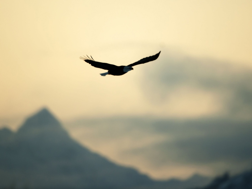 Eagle In The Sky wallpaper 1024x768