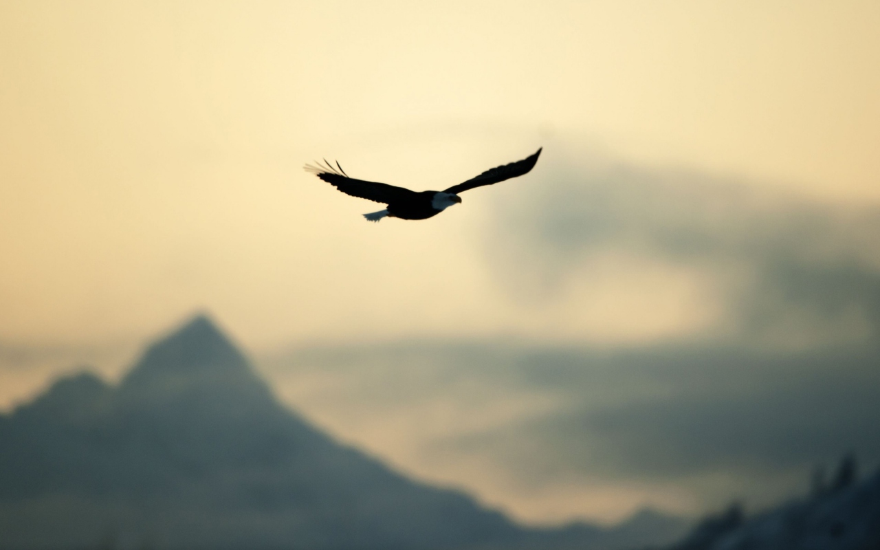 Eagle In The Sky wallpaper 1280x800