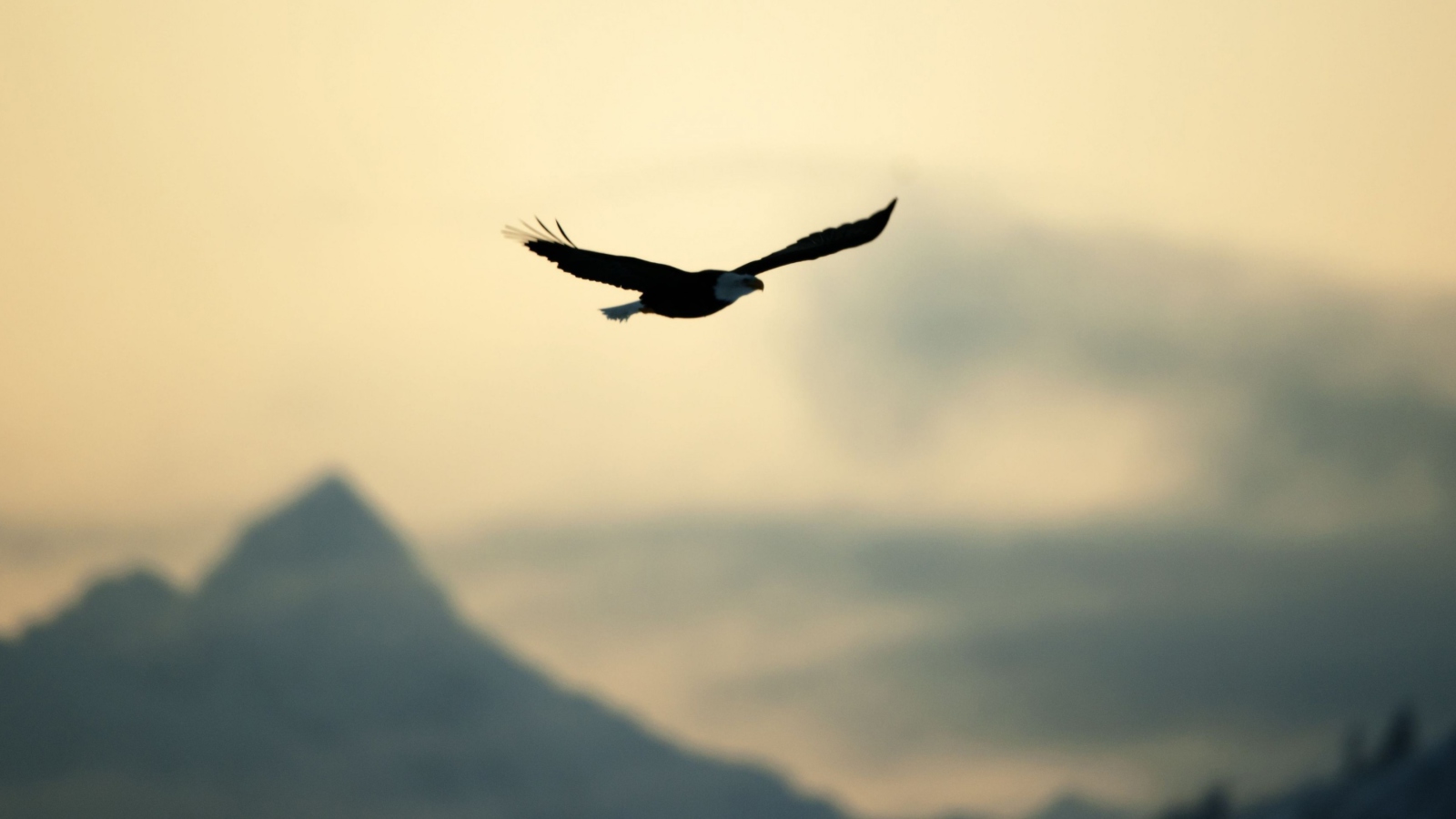 Sfondi Eagle In The Sky 1600x900