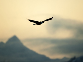 Eagle In The Sky wallpaper 320x240