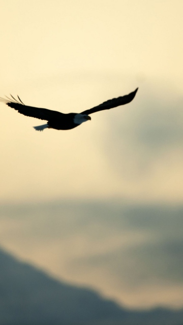 Eagle In The Sky screenshot #1 360x640