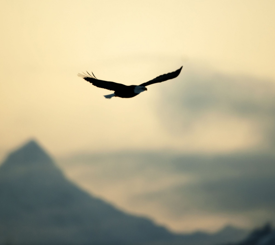 Eagle In The Sky wallpaper 960x854