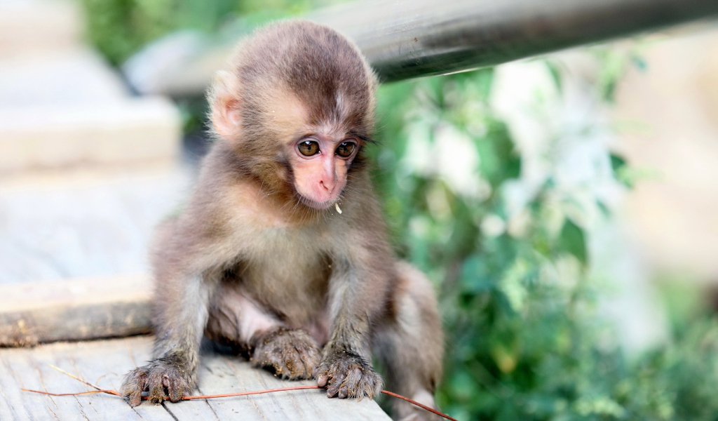 Baby Monkey screenshot #1 1024x600