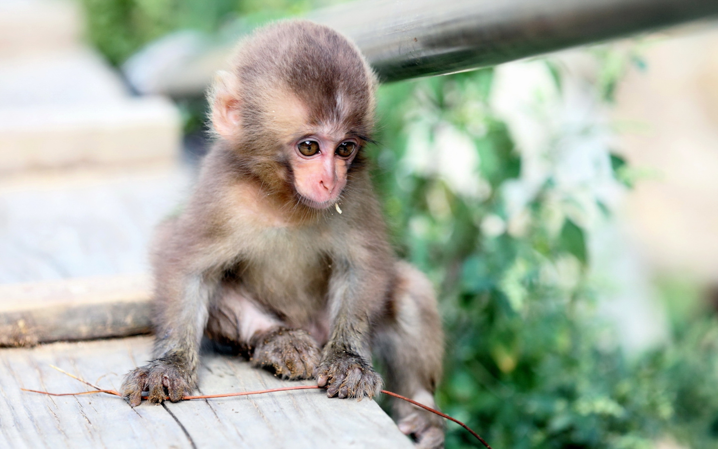 Fondo de pantalla Baby Monkey 1440x900