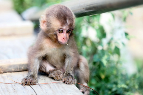 Sfondi Baby Monkey 480x320