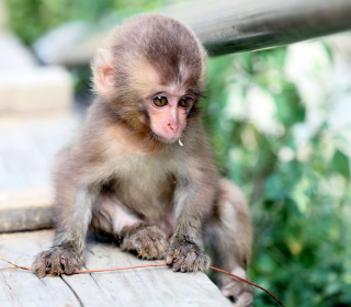 Baby Monkey sfondi gratuiti per iPad