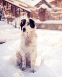 Sfondi Dog In Snowy Yard 128x160