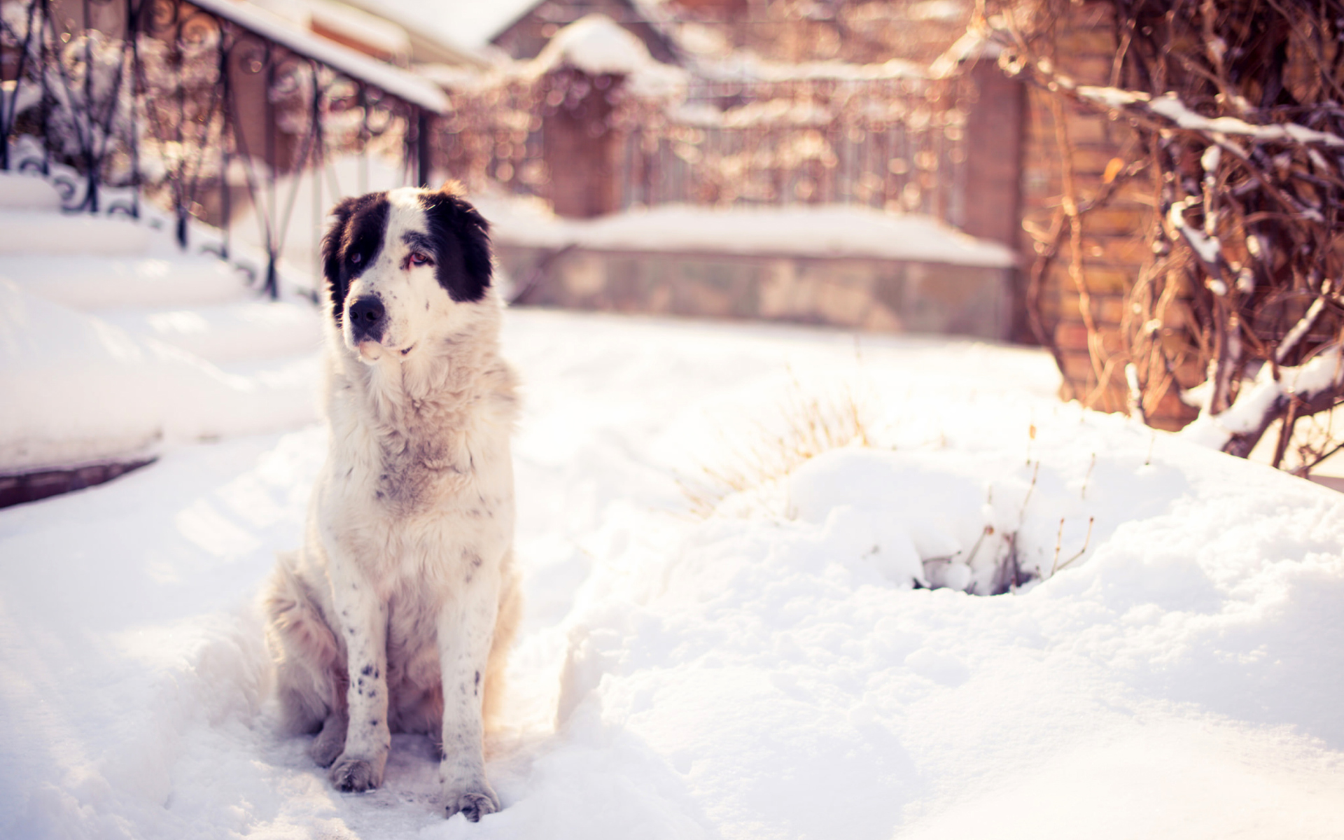 Screenshot №1 pro téma Dog In Snowy Yard 1920x1200